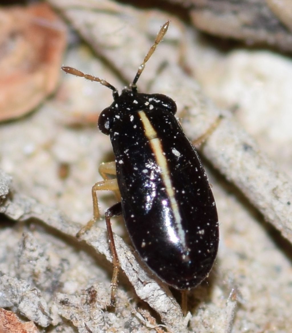 Lygaeidae: Geocoris ater (Fabricius, 1787)